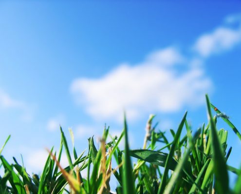 Grass & sky
